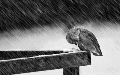 LA LLUVIA YA NO ES ALGO QUE DISFRUTE