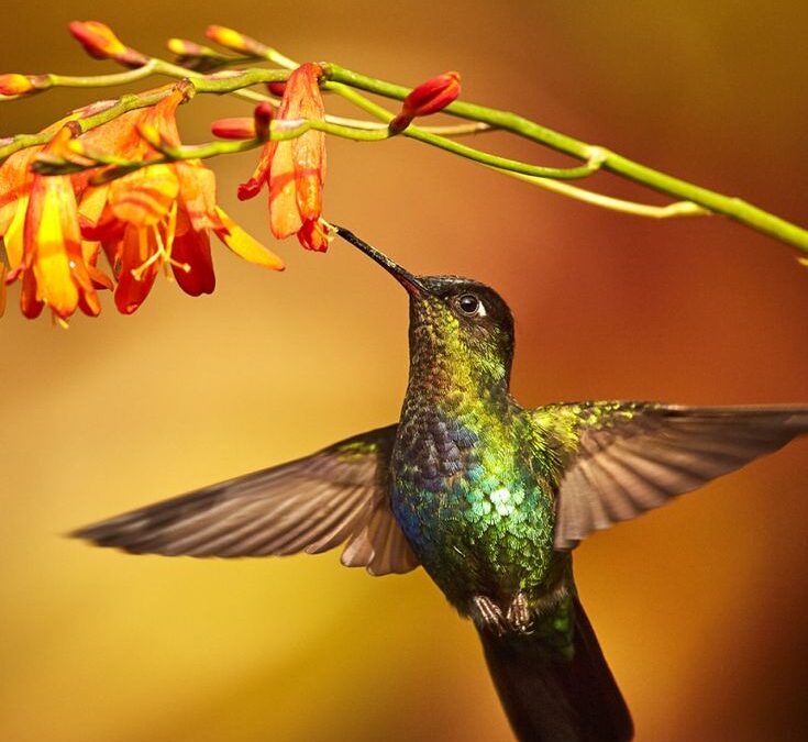 CONTRA EL PLASTICO DE LA CAMPAÑA ELECTORAL, PUEDEN VOLAR LAS ALAS DE COLIBRÍ.