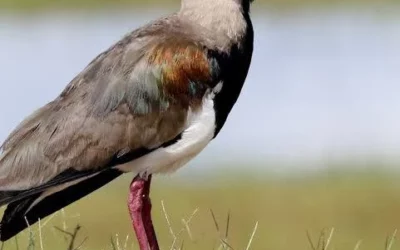 POLITICA DE APARATO.APARIENCIAS ENGAÑOSAS. UNA VERSION MAS DEL TRINO DEL TERO