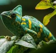 foto camuflada
