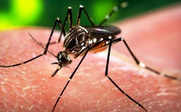LOS MOSQUITOS CHARQUEROS
